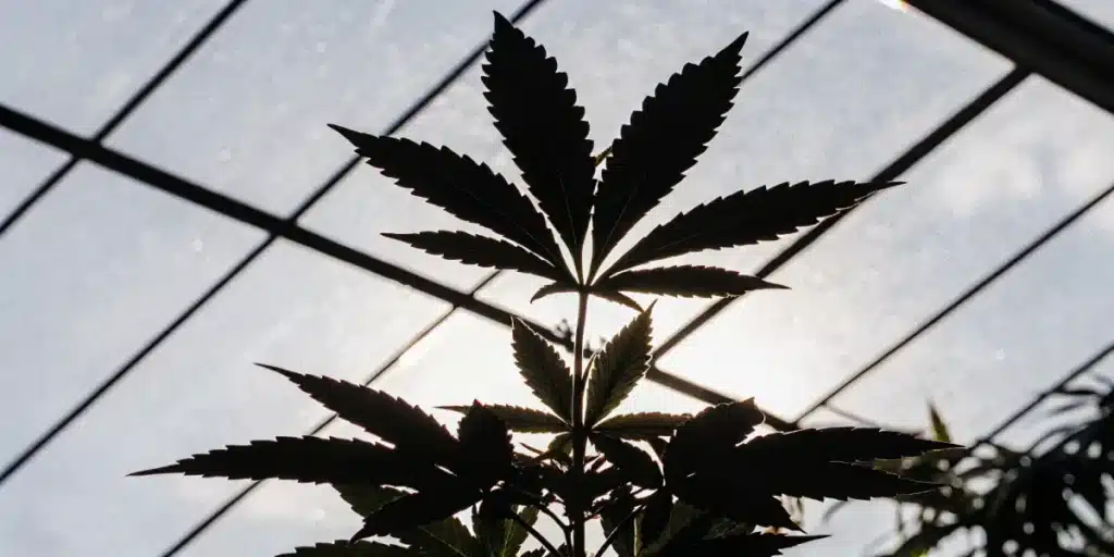 Silhouette of a cannabis leaf inside a greenhouse with the sun shining brightly behind it.