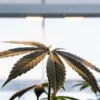 cannabis leaf with morning dew under indoor grow lights