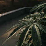 cannabis leaves covered in morning dew