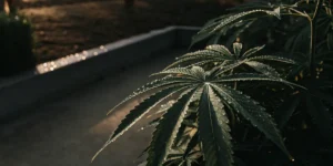 cannabis leaves covered in morning dew