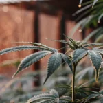 cannabis leaves with morning dew in sunlight