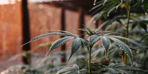 cannabis leaves with morning dew in sunlight