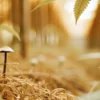 Small mushroom growing on a forest-like substrate beneath young cannabis plants with warm sunlight filtering through.