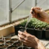 Cannabis grower using a dropper to test nutrient solution in a greenhouse.