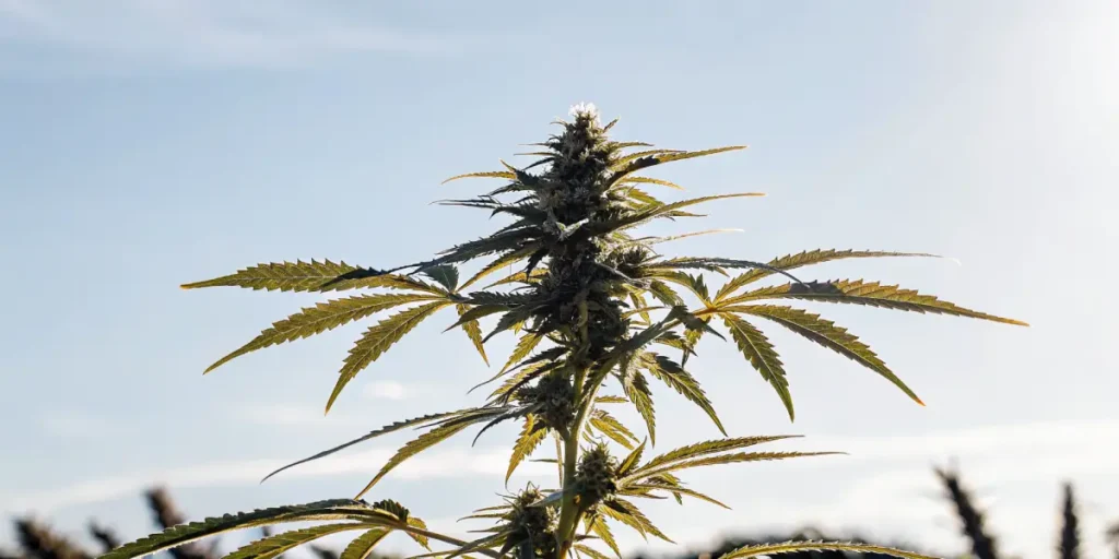 cannabis plant blooming in sunlight close up