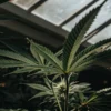Close-up shot of a cannabis plant inside a dimly lit greenhouse with natural light filtering through the roof.