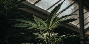 Close-up shot of a cannabis plant inside a dimly lit greenhouse with natural light filtering through the roof.