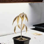 Jeune plante de cannabis présentant des feuilles tombantes sous une lampe de culture en intérieur.