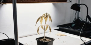 Jeune plante de cannabis présentant des feuilles tombantes sous une lampe de culture en intérieur.