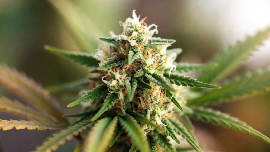 Outdoor cannabis plant early flowering with white pistils and symmetrical fan leaves