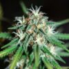 Cannabis plant early flowering top with fresh white pistils and symmetrical green leaves