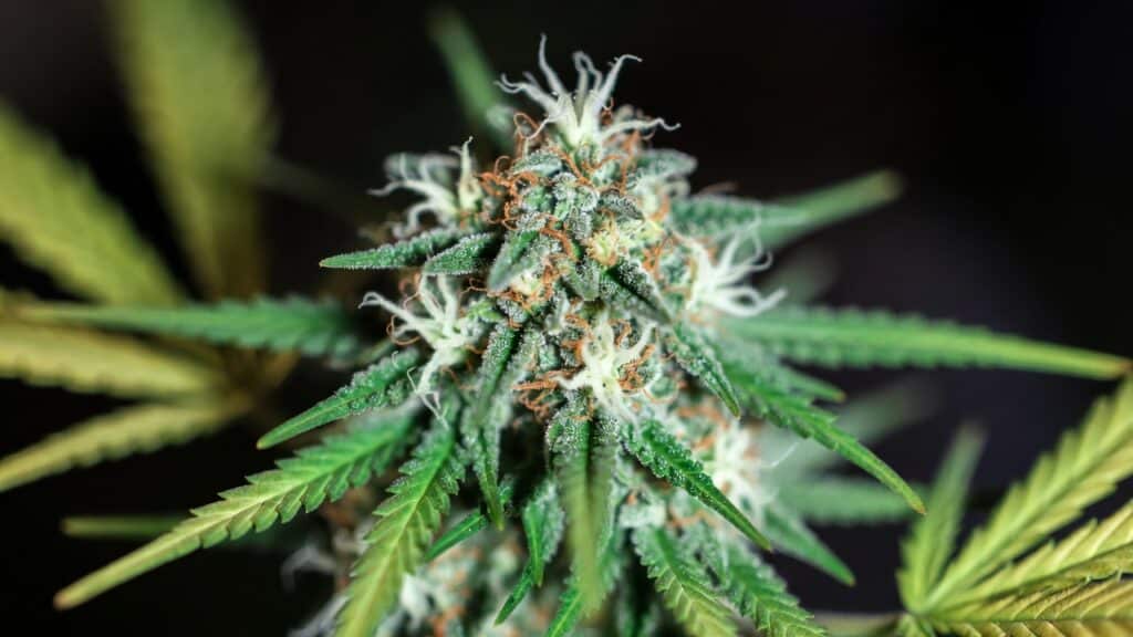 Cannabis plant early flowering top with fresh white pistils and symmetrical green leaves