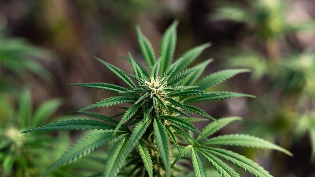 Cannabis plant flowering with healthy foliage and a developing central bud