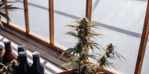 Cannabis plant flowering under bright natural greenhouse lighting with nutrient bottles in the background.