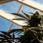 cannabis plant flowering inside sunlit greenhouse