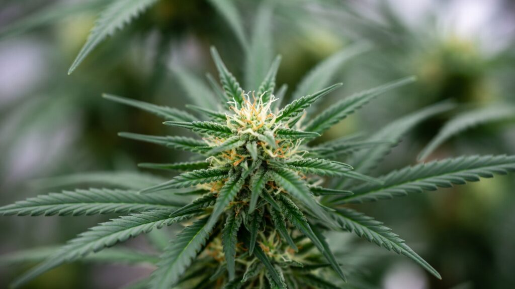 Outdoor cannabis plant flowering with central cola, fresh pistils, and surrounding garden vegetation