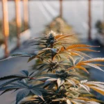cannabis plant growing in greenhouse with sunlight