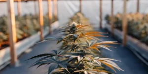 cannabis plant growing in greenhouse with sunlight