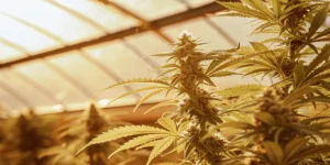 cannabis plant in greenhouse under warm sunlight during flowering stage