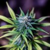 Indoor cannabis plant under grow lights with compact buds and healthy green leaves
