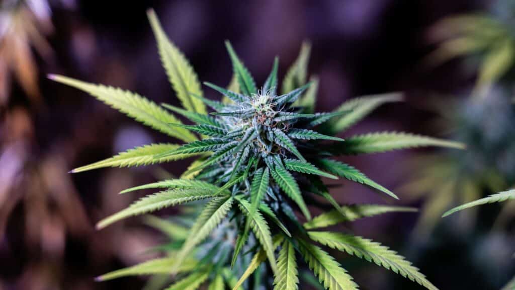 Indoor cannabis plant under grow lights with compact buds and healthy green leaves