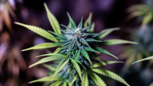 Indoor cannabis plant under grow lights with compact buds and healthy green leaves