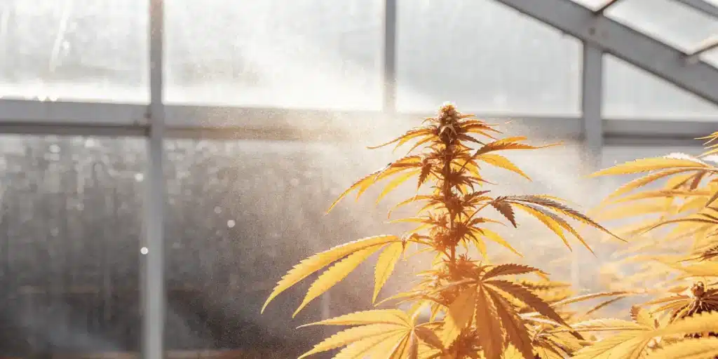 cannabis plant irrigation with mist in sunlit greenhouse