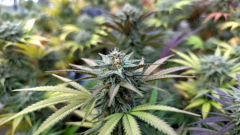 Cannabis plant in natural environment with symmetrical green leaves and early bud formation on the main cola