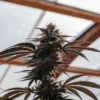 Close-up of a cannabis plant with purple hues growing inside a sunlit greenhouse.