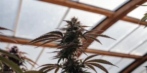 Close-up of a cannabis plant with purple hues growing inside a sunlit greenhouse.