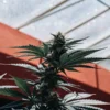 Blooming cannabis plant inside a greenhouse with a red wall and bright natural lighting.