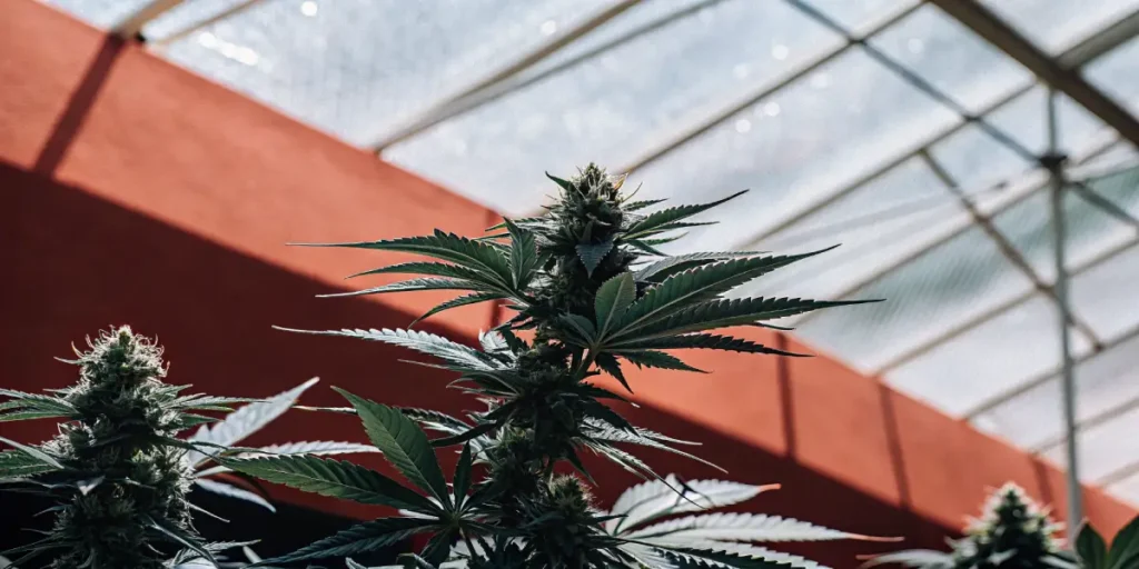 Blooming cannabis plant inside a greenhouse with a red wall and bright natural lighting.