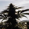 cannabis plant silhouette under sunset light