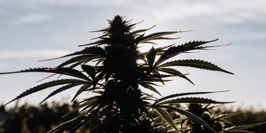 cannabis plant silhouette under sunset light