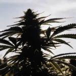 cannabis plant silhouette under sunset light