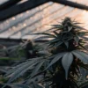 Cannabis-plant-sunset-greenhouse with frosty leaves illuminated by warm evening light.