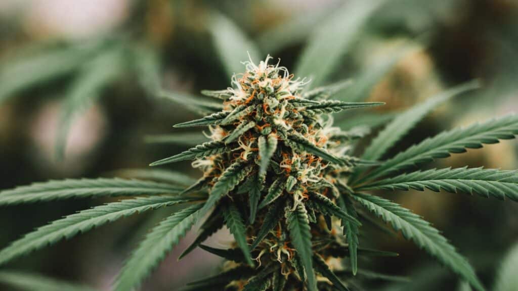 Cannabis plant top cola flowering with elongated bud and resin-coated leaves outdoors