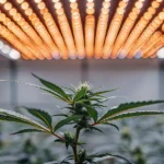 Cannabis plant under orange LED grow lights in an indoor cultivation room