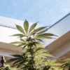 Cannabis plant growing indoors under a large skylight with natural sunlight shining through the roof.