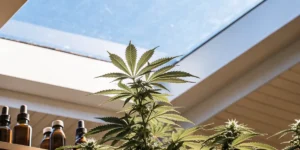 Cannabis plant growing indoors under a large skylight with natural sunlight shining through the roof.