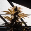 Close-up of a cannabis plant silhouetted against a sunlit greenhouse roof.