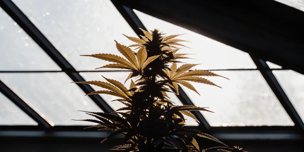 Close-up of a cannabis plant silhouetted against a sunlit greenhouse roof.