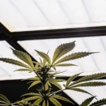 Cannabis-plante-eclairage-led-serre sous des lampes LED blanches en environnement contrôlé.