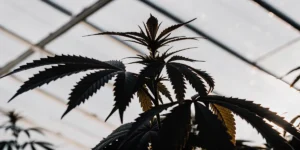 Feuilles sombres d’une plante de cannabis dans une serre illuminée