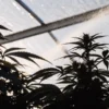 cannabis plants being irrigated in greenhouse under sunlight