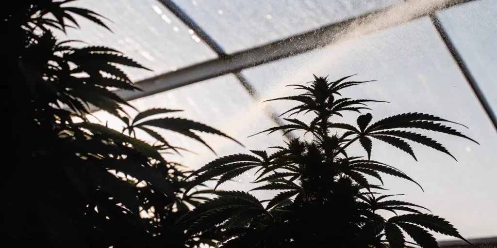 cannabis plants being irrigated in greenhouse under sunlight