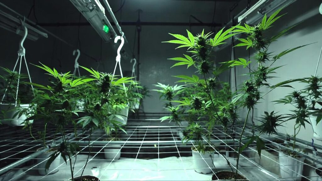 Cannabis plants growing under LED lights in an indoor cultivation setup with visible bud development.