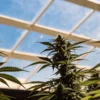 Cannabis plants growing under a bright sunlit greenhouse roof with clear blue sky.