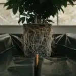 cannabis root system in fabric pot greenhouse