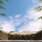 Subterranean view of a young cannabis plant showing its root system within layered soil blocks outdoors.